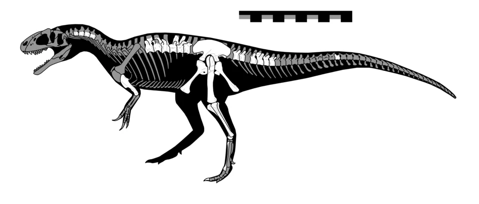 The Gasosaurus skeletal reconstruction maps known bones into an estimated body outline; the restored skull is not a complete original specimen