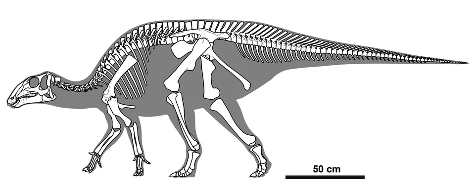 A Gobihadros skeletal diagram distinguishes preserved elements within the reconstructed body and supplies a scale bar