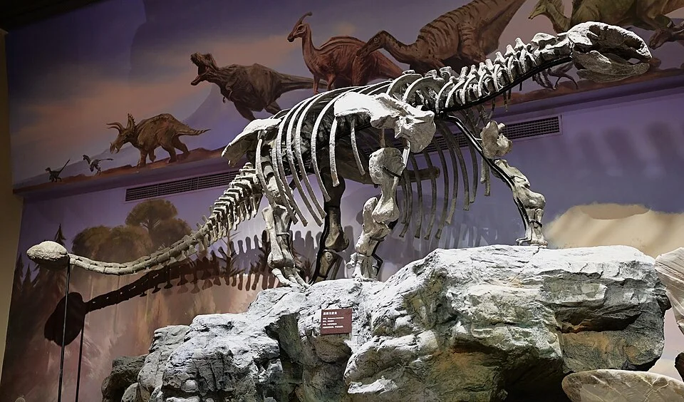 The Gobisaurus museum mount reconstructs a complete armoured dinosaur from a more limited published fossil record