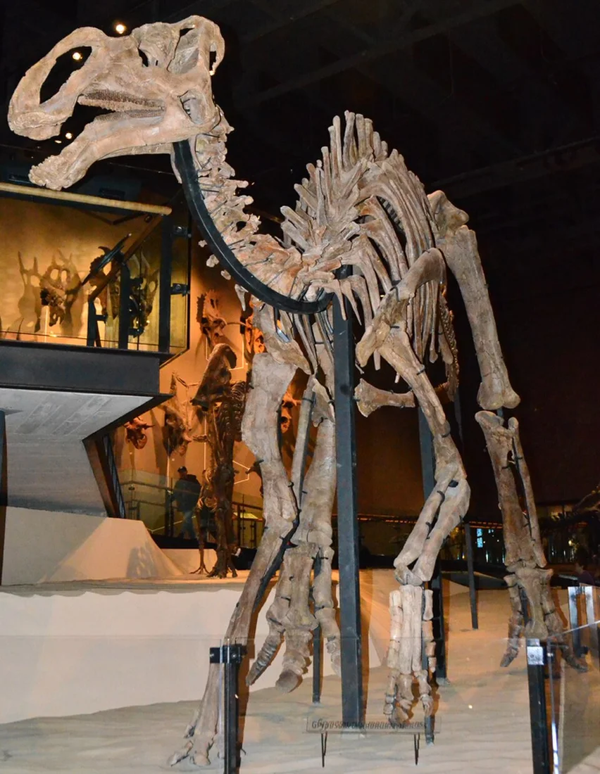 The Gryposaurus skeletal mount shows the arched nasal region above a hadrosaur body; skin and colours are not supplied by the bones