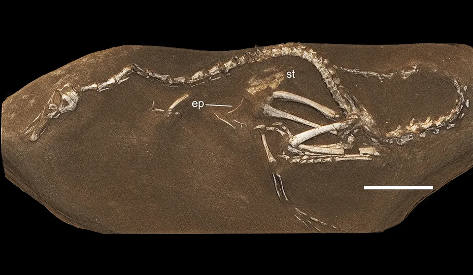 The articulated Halszkaraptor specimen shows its long neck and compact body in the same slab
