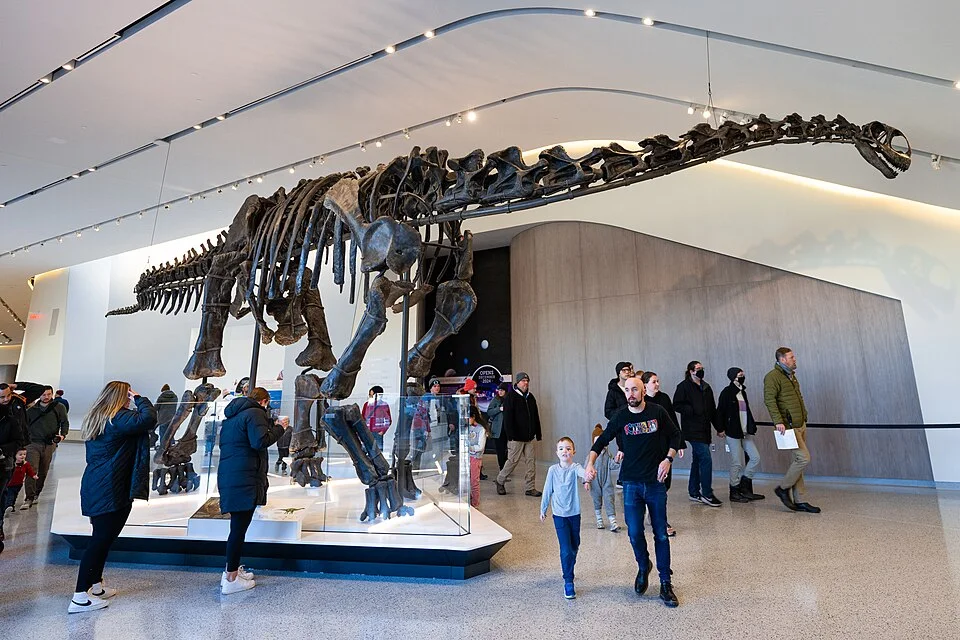 The Haplocanthosaurus mount presents a long-necked sauropod