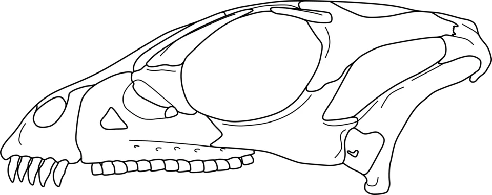 A Haya skull drawing shows the elongated snout, eye opening and tooth row used in anatomical comparison