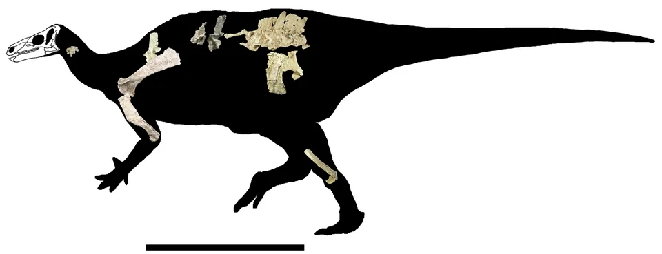 The Hippodraco silhouette places known bones within a reconstructed body, illustrating the gaps in this immature specimen