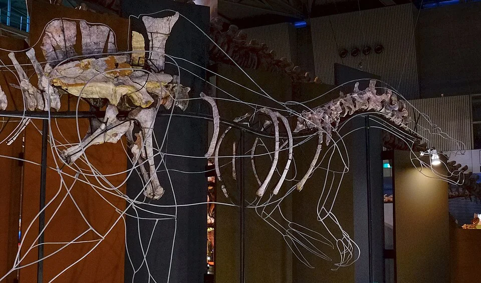 The Ichthyovenator display uses a wire outline around preserved material, making the missing parts and unusual back-spine profile visible