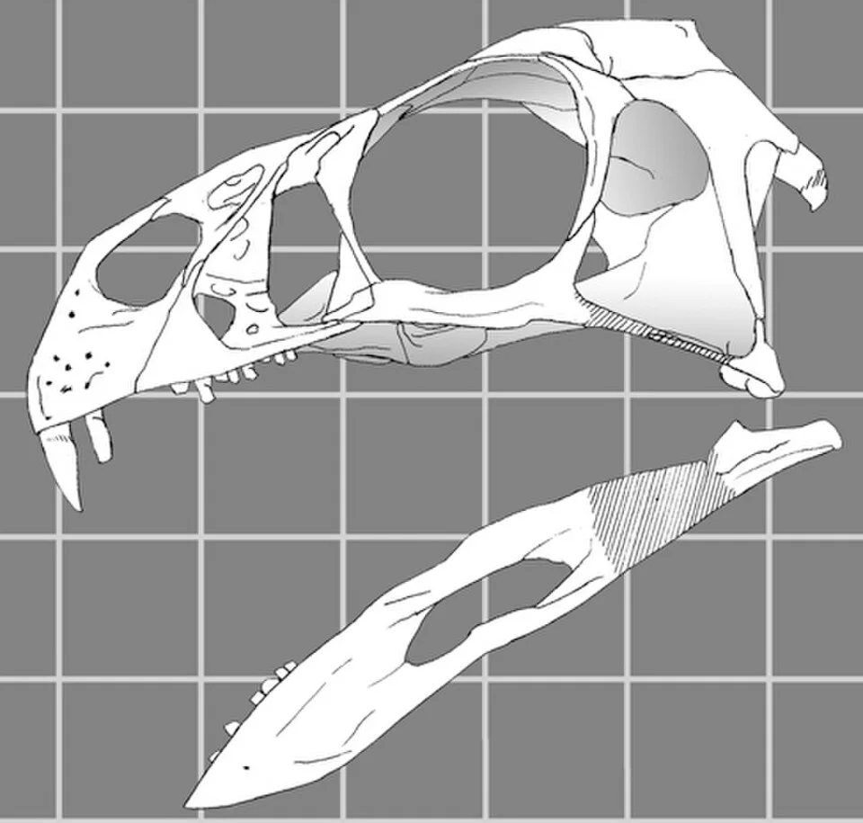 The Incisivosaurus skull reconstruction highlights enlarged front teeth and distinguishes illustrated bone regions from restored outlines