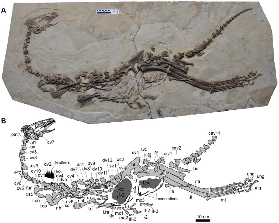 A photograph and interpretive drawing of the juvenile Jianchangosaurus specimen show the associated skeleton in its slab