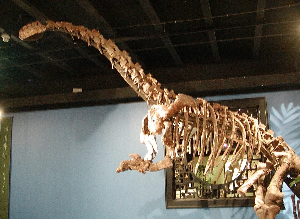 The Jingshanosaurus skeletal mount presents an early sauropodomorph, with a skull and long neck visible above the body