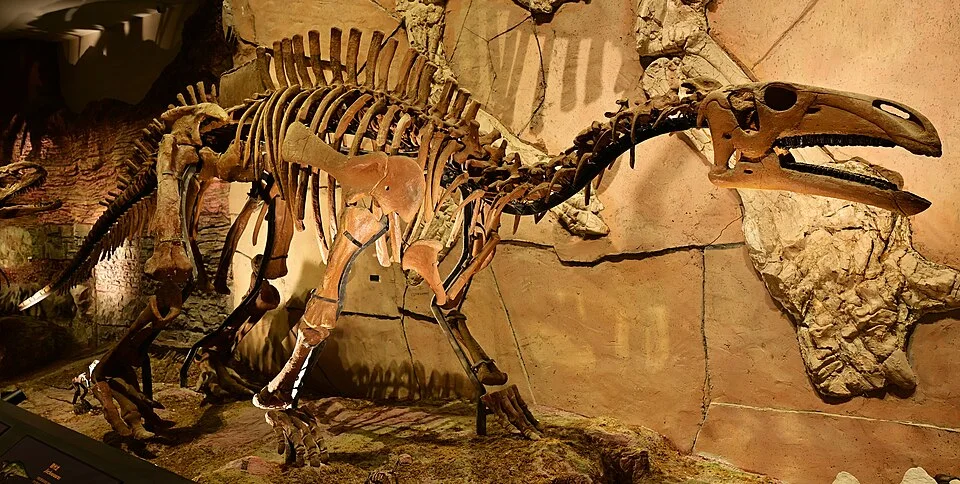 The Jinzhousaurus mount provides a three-dimensional interpretation of a skeleton originally preserved compressed on a slab