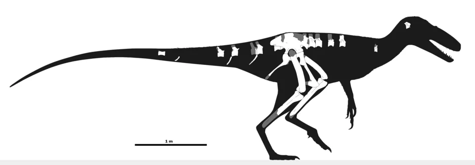 The Juratyrant diagram shows preserved skeletal elements inside a reconstructed silhouette; the complete head is not directly known
