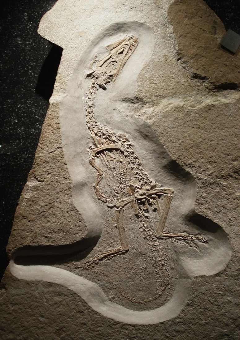 The juvenile Juravenator specimen preserves much of the skeleton in a slab, with body-covering traces requiring closer examination