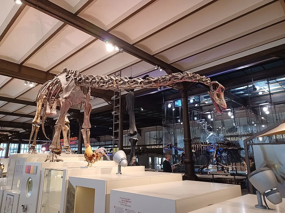 A Kaatedocus skeletal mount shows its diplodocid body plan; skull and neck material are especially important in identifying the genus