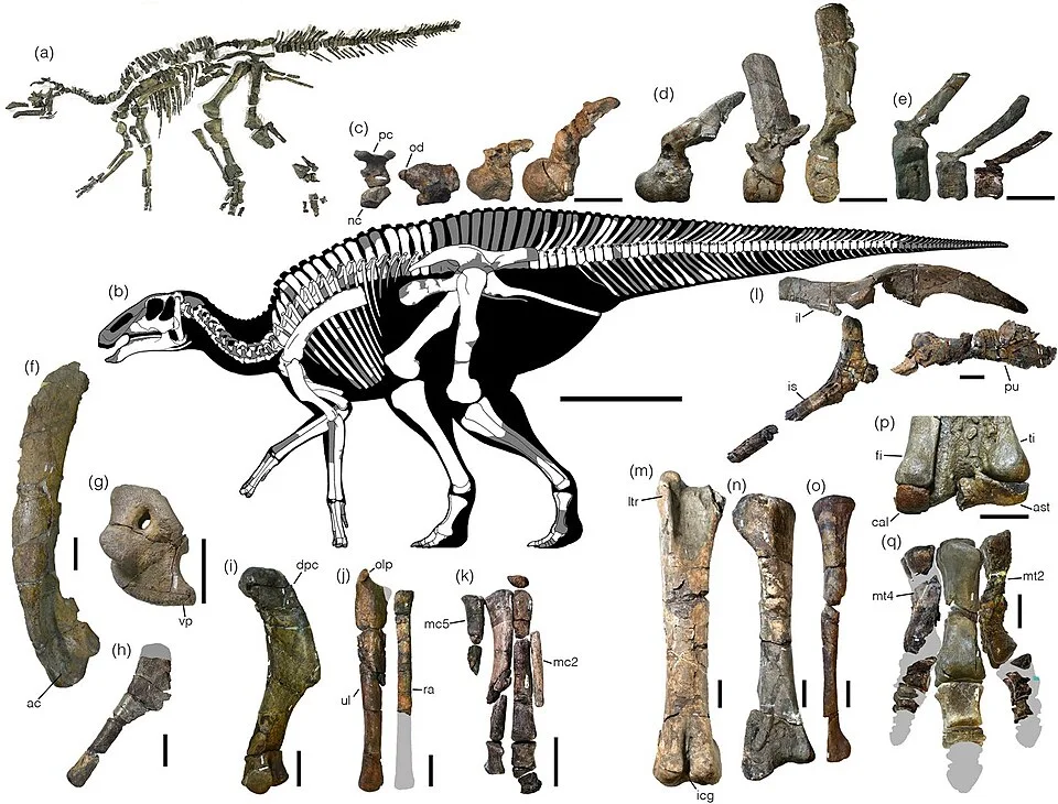 The published skeletal diagram maps preserved Kamuysaurus elements onto a reconstructed body, separating surviving bones from missing regions