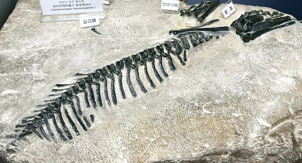 The Koreaceratops specimen shows a connected tail with tall neural spines, rather than a complete horned skull