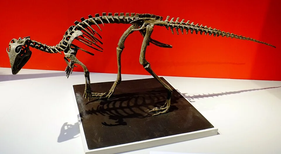 The skeletal mount shows Kulindadromeus body proportions; it does not itself display the fossil evidence for the skin covering
