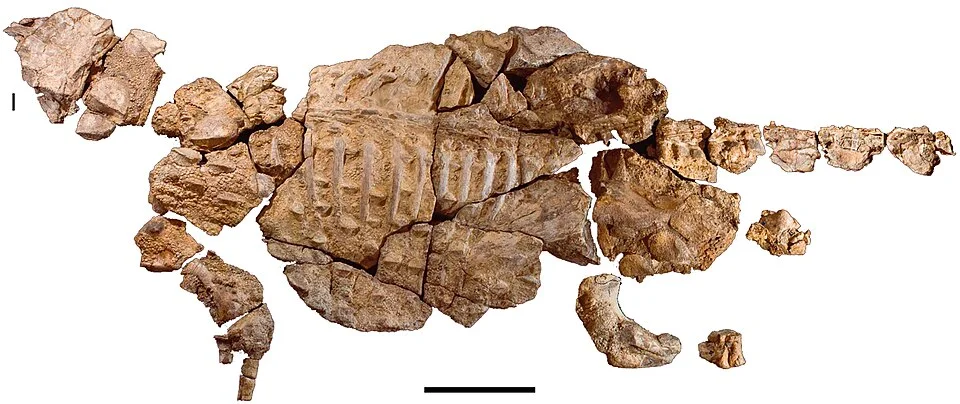 The Kunbarrasaurus specimen preserves a broad body, skull and associated armour, offering evidence beyond isolated bones