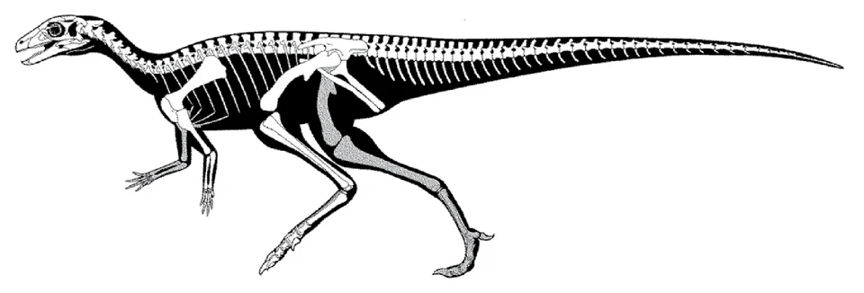 The Laquintasaura skeletal reconstruction places fossil evidence within a small, two-legged ornithischian outline