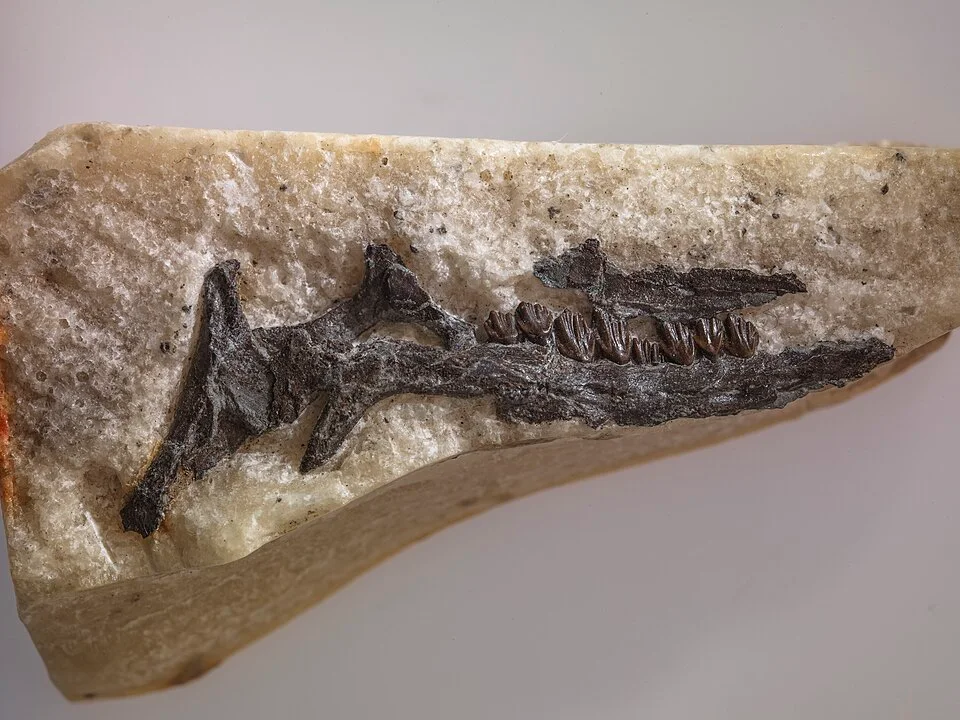 A close view of Leaellynasaura jaw material shows the tooth row; it does not establish a complete body reconstruction