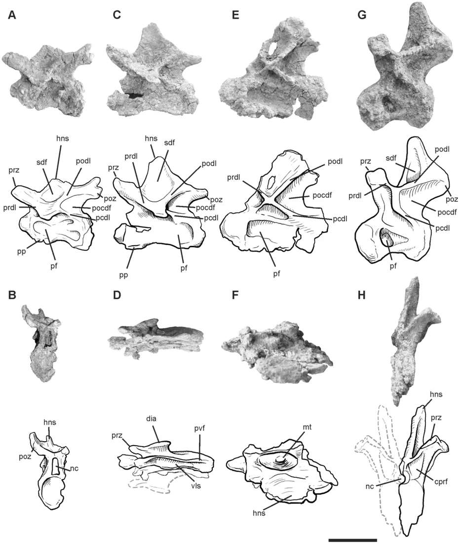 Photographs and drawings of Leinkupal vertebrae show the tail-bone anatomy used to identify this Cretaceous diplodocid