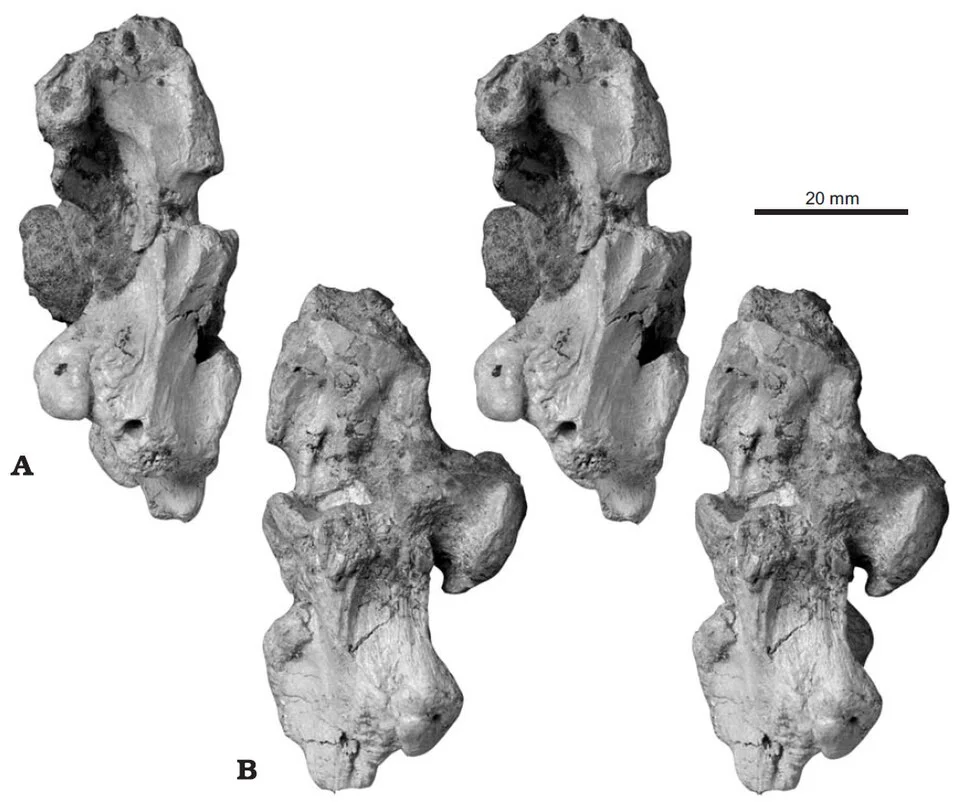 Multiple views of Lirainosaurus vertebral material show the detailed joint surfaces used for titanosaur comparisons