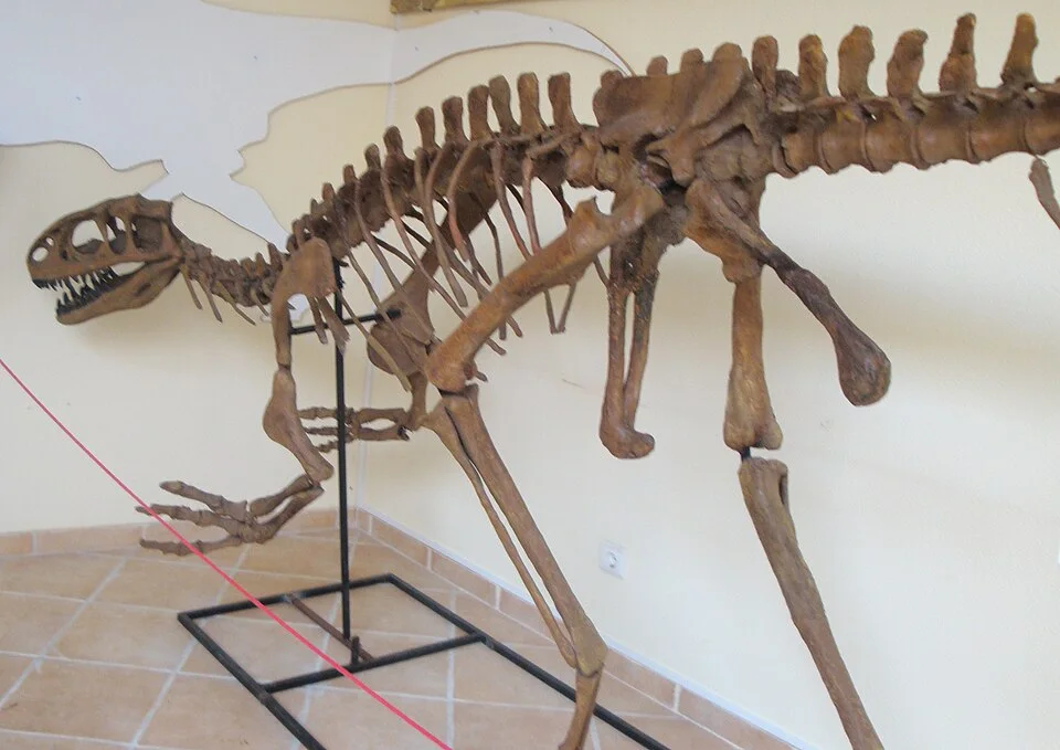 The Lourinhanosaurus mount combines the known body skeleton with restored regions, including a reconstructed head