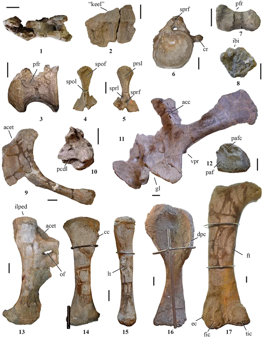 A labelled plate of Lourinhasaurus skeletal elements shows the individual bones behind the sauropod reconstruction