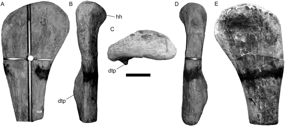 Several views of Lusotitan limb material show the shape of the preserved bone, with a scale for comparison