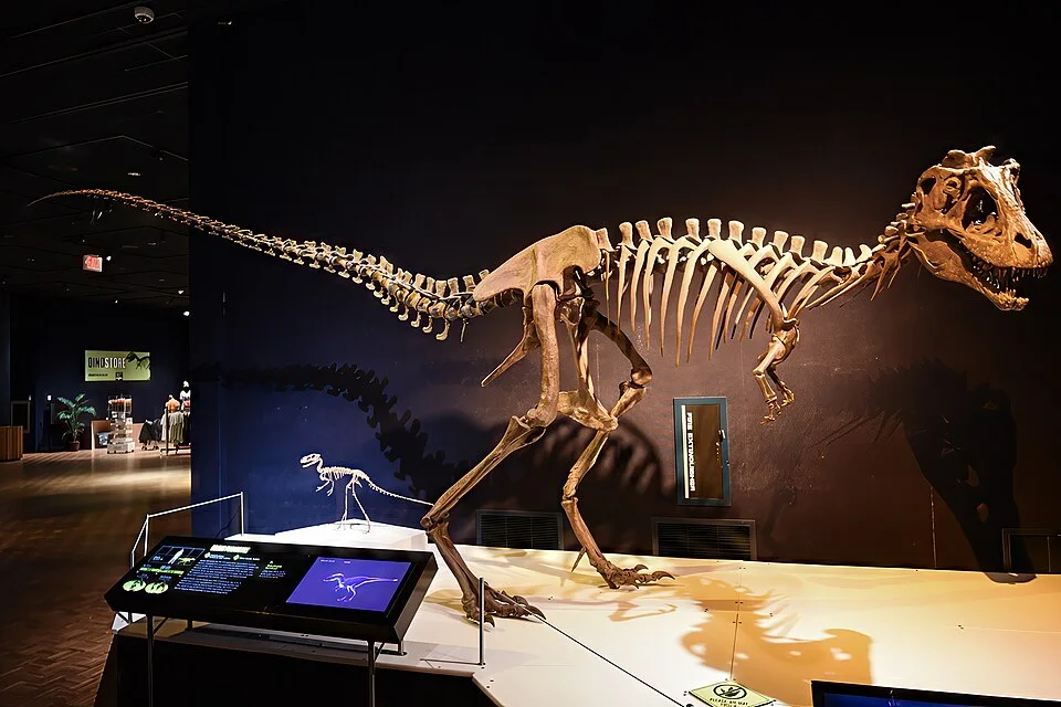 A Lythronax skeletal mount illustrates the reconstructed tyrannosaur body; not every displayed element represents an original fossil