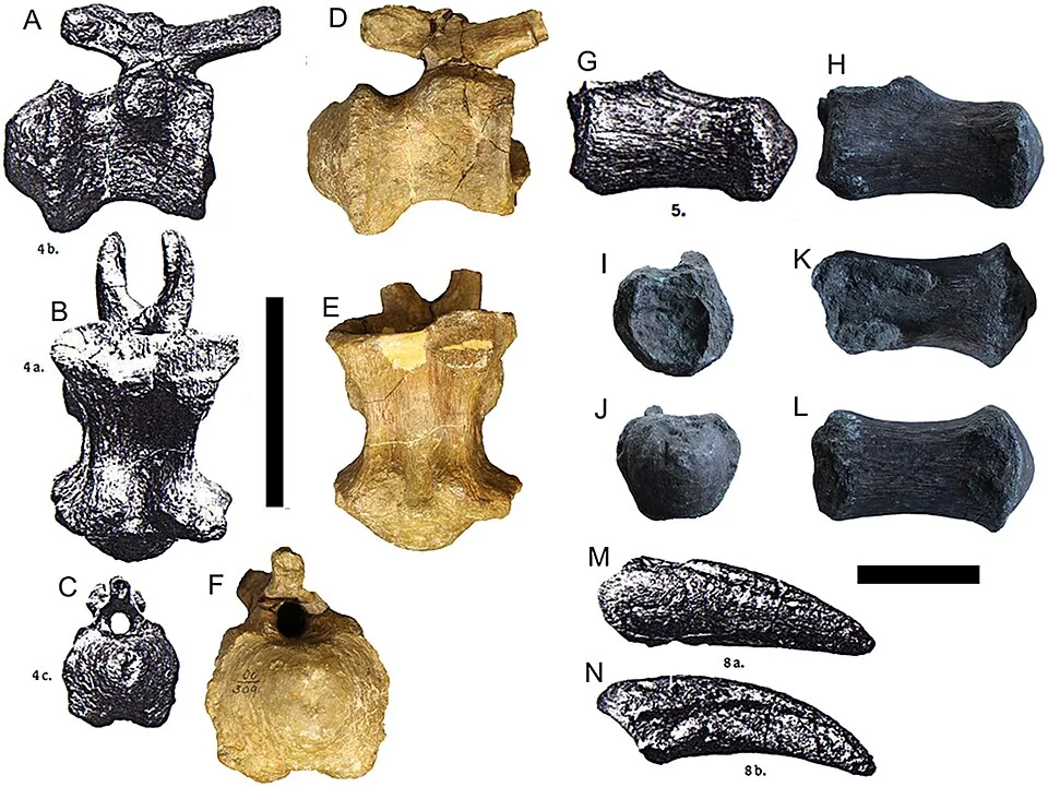 Photographs and drawings of Magyarosaurus vertebral material document specific fossil elements rather than a generic dwarf-sauropod silhouette