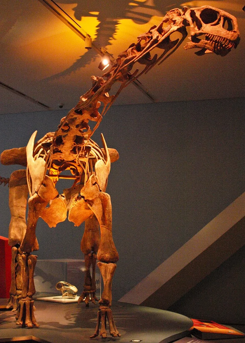 The Malawisaurus mount presents a titanosaur head and long neck assembled from fossil evidence and restored components