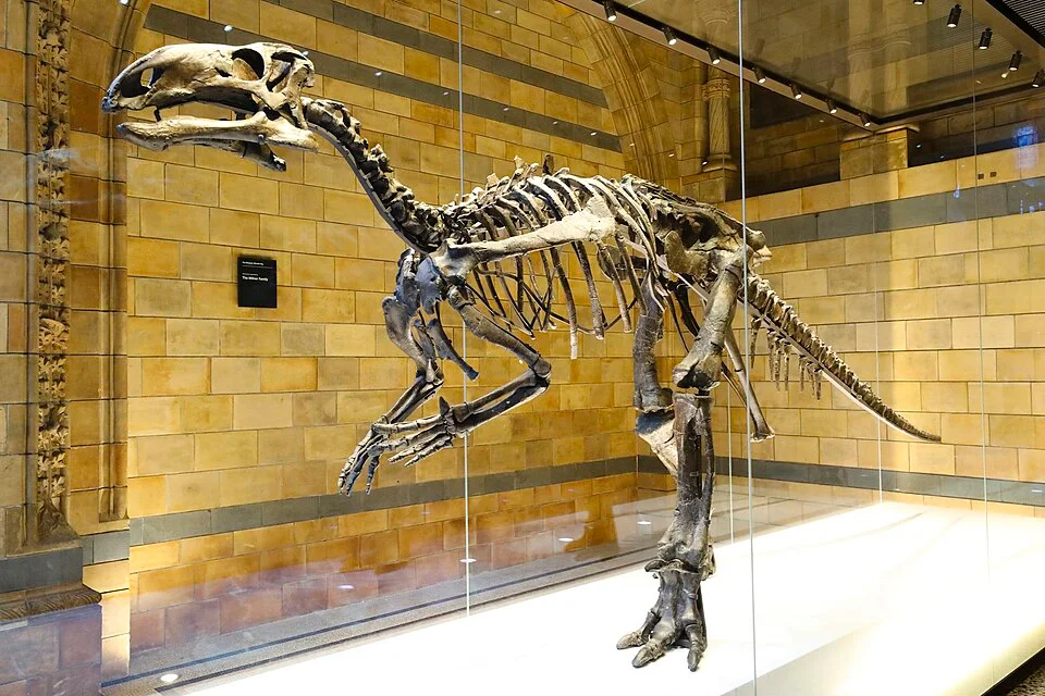The Mantellisaurus skeletal mount shows its relatively slender iguanodontian proportions and long balancing tail