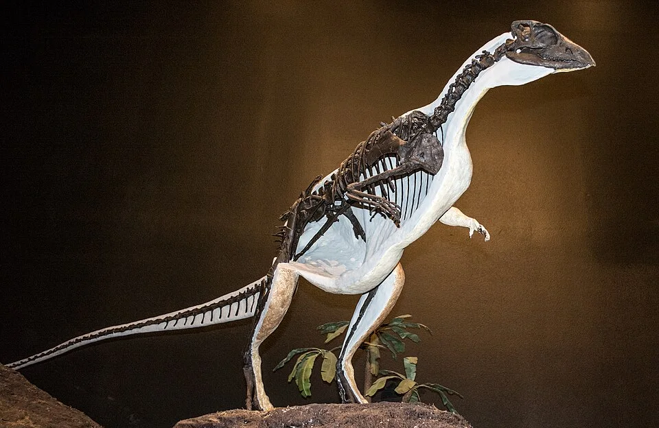 An Oryctodromeus museum model combines a body outline with skeletal anatomy to explain the reconstructed animal