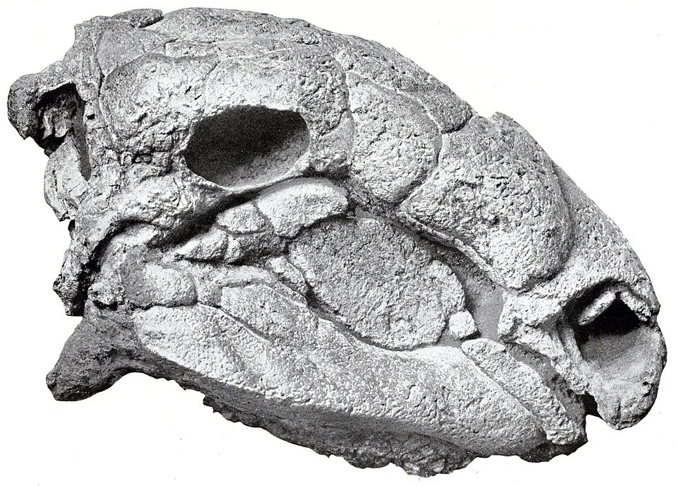 A historical illustration of the Panoplosaurus skull shows its short snout and textured bony covering