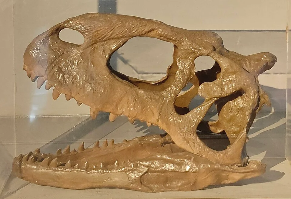 A reconstructed Rajasaurus skull illustrates the broad abelisaurid head; restored surfaces should be distinguished from original fossil material