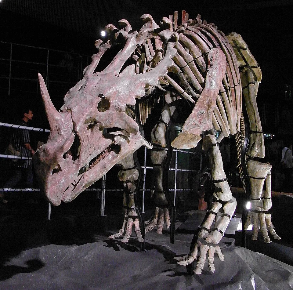 The Sinoceratops mount shows a nasal horn and broad frill, helping compare its skull with other ceratopsids
