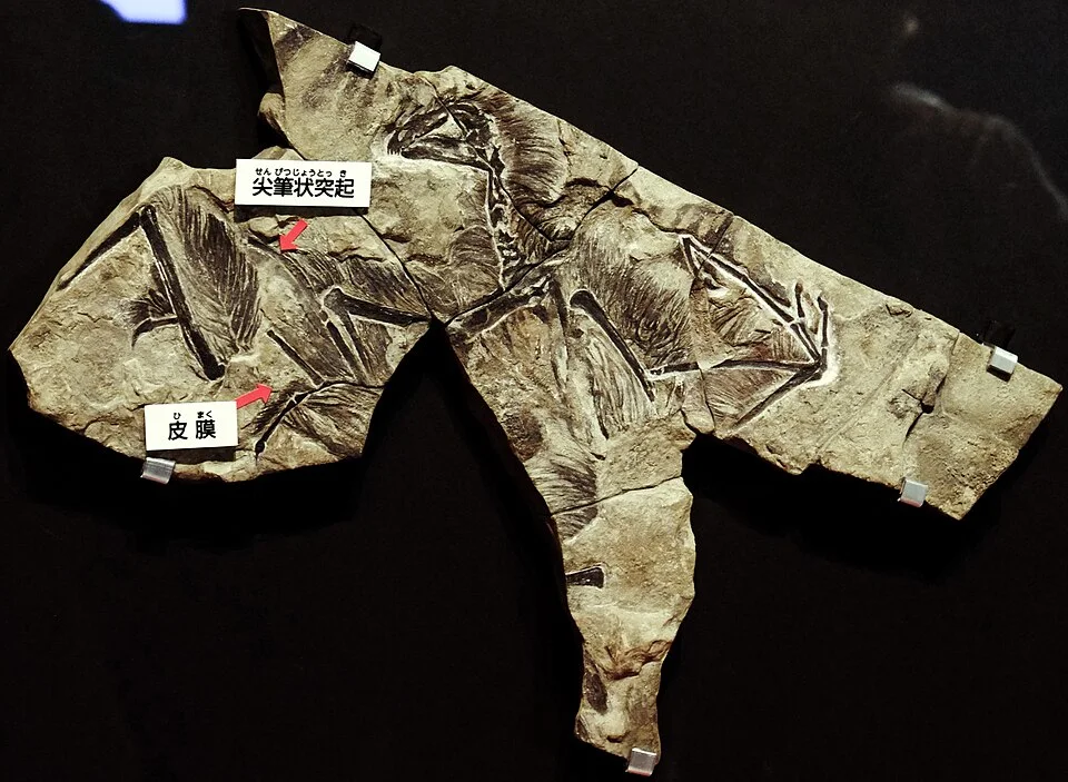 The flattened Yi specimen preserves associated skeletal material, the starting point for interpreting its unusual forelimb anatomy