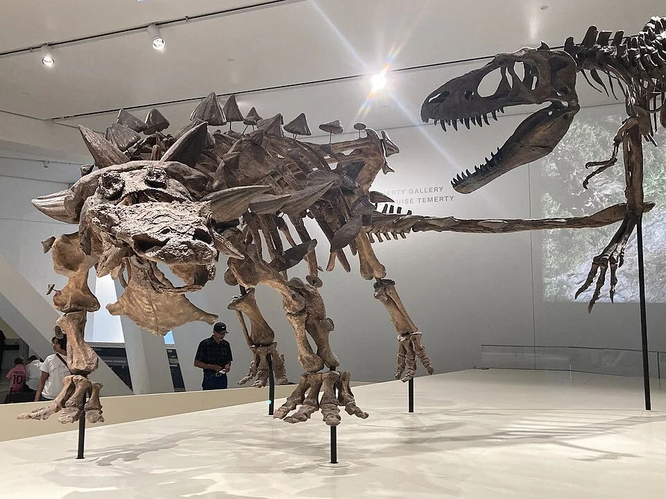 A museum mount presents Zuul with its low armoured body and clubbed tail; the display includes reconstructed anatomy